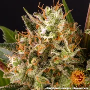 Strawberry Lemonade – Barneys Farm – Feminized