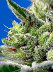 Sweet Gelato Auto