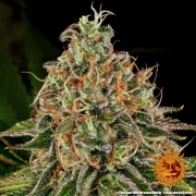 Tangerine Dream Automatic – Barneys Farm – Autoflowering