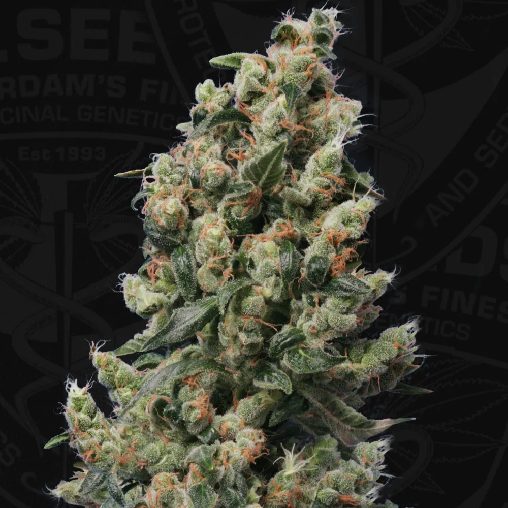 Kushage – TH Seeds – Regular