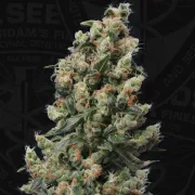 Kushage – TH Seeds – Regular