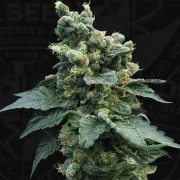 Sage N Sour – TH Seeds – Feminized