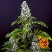 Tropicanna Banana – Barneys Farm – Feminized