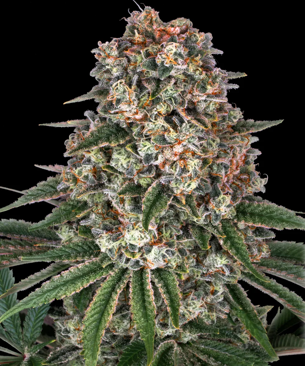 Tropicanna Banana – Barneys Farm – Feminized