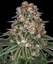 Tropicanna Banana – Barneys Farm – Feminized