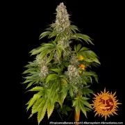 Tropicanna Banana – Barneys Farm – Feminized
