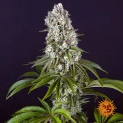 Tropicanna Banana – Barneys Farm – Feminized