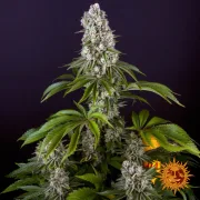 Tropicanna Banana – Barneys Farm – Feminized