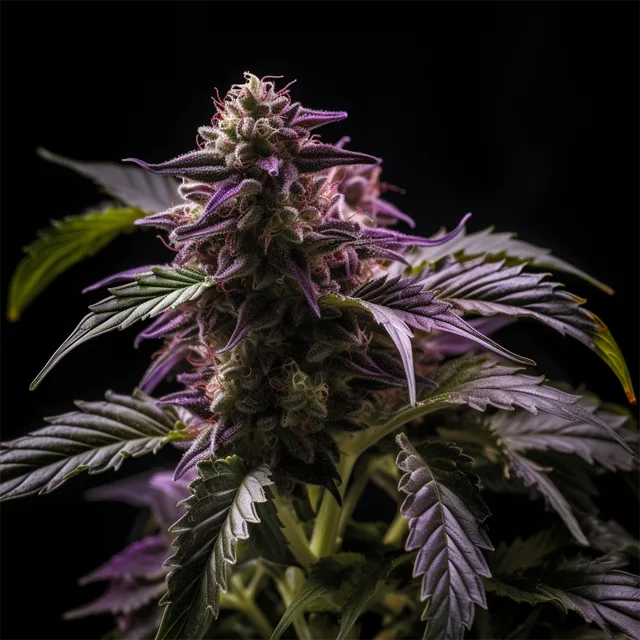 Blueberry Bliss Auto – Vision Seeds – Autoflowering