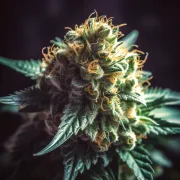Northern Lights Auto – Vision Seeds – Autoflowering