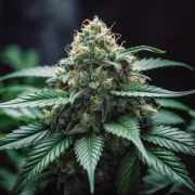 Super Skunk Auto – Vision Seeds – Autoflowering