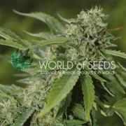 Brazil Amazonia – World of Seeds – Regular