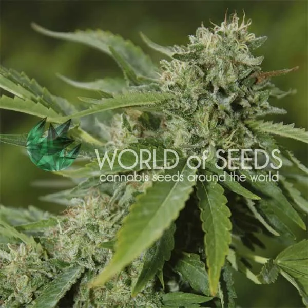 Brazil Amazonia – World of Seeds – Regular