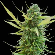 Colombian Gold – World of Seeds – Regular