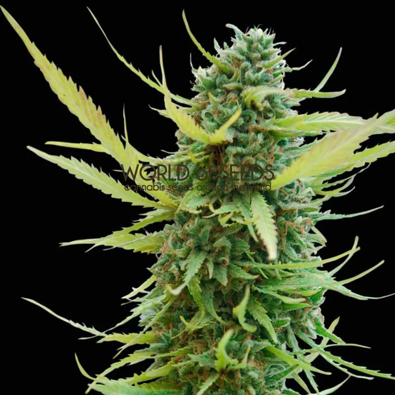 Colombian Gold – World of Seeds – Regular