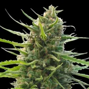 Kilimanjaro – World of Seeds – Regular