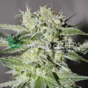 Pakistan Valley – World of Seeds – Regular