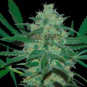 Pakistan Valley – World of Seeds – Regular