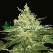 Afghan Kush – World of Seeds – Feminized