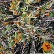 Watermelon Zkittlez