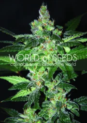 Amnesia – World of Seeds – Feminized