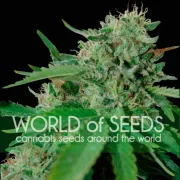 Brazil Amazonia – World of Seeds – Feminized