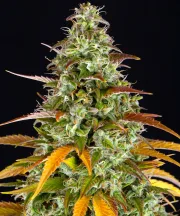 Watermelon Zkittlez Auto
