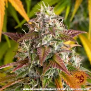 Watermelon Zkittlez Auto