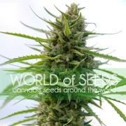 Kilimanjaro – World of Seeds – Feminized