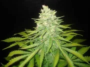 Mazar x Great White Shark – World of Seeds – Feminized
