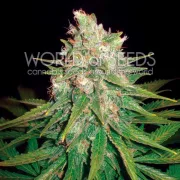 Mazar x Great White Shark – World of Seeds – Feminized