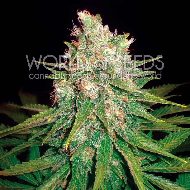 Mazar x Great White Shark – World of Seeds – Feminized