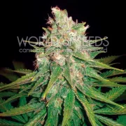 Mazar x Great White Shark – World of Seeds – Feminized