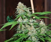 Mazar x White Rhino – World of Seeds – Feminized
