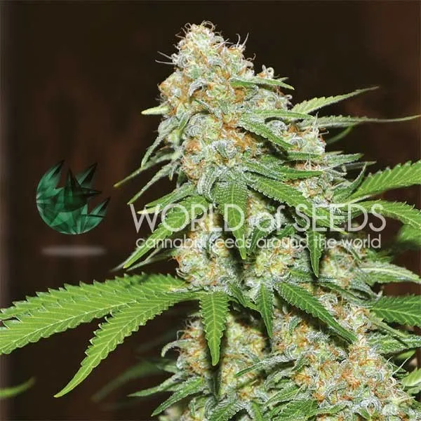 Mazar x White Rhino – World of Seeds – Feminized