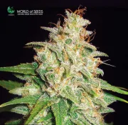 Mazar x White Rhino – World of Seeds – Feminized