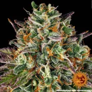 Wedding Cake – Barneys Farm – Feminized