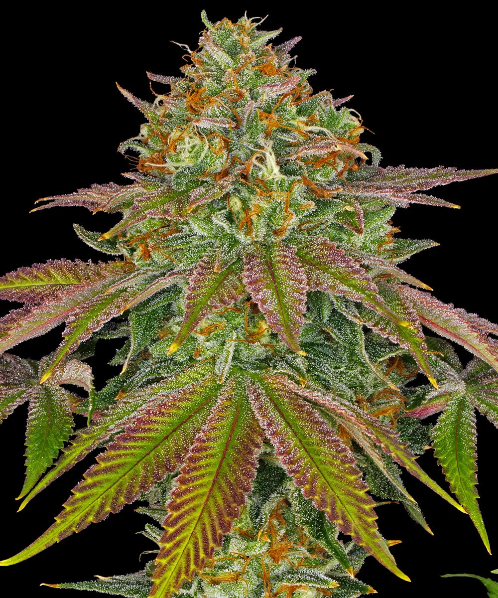 Wedding Cake – Barneys Farm – Feminized