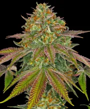 Wedding Cake – Barneys Farm – Feminized