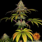 Wedding Cake – Barneys Farm – Feminized