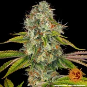 Wedding Cake – Barneys Farm – Feminized