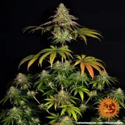 Wedding Cake – Barneys Farm – Feminized