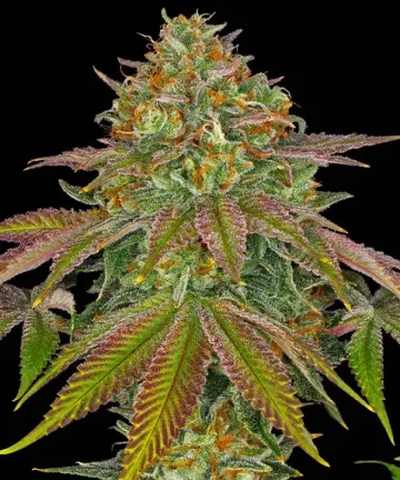 Wedding Cake – Barneys Farm – feminized