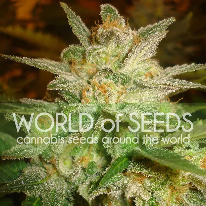 Star 47 – World of Seeds – Feminized