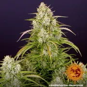 Wedding Cake Auto – Barneys Farm – Autoflowering