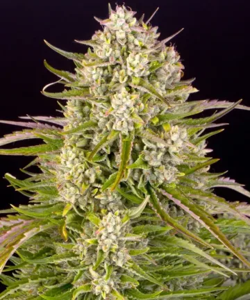 Wedding Cake Auto – Barneys Farm – autoflowering