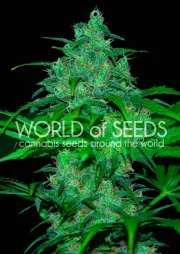 Wild Thailand – World of Seeds – Feminized