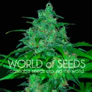 Wild Thailand – World of Seeds – Feminized