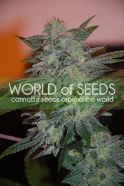 Yumbolt 47 – World of Seeds – Feminized
