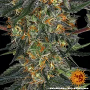Moby Dick Auto – Barneys Farm – Autoflowering